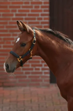 Outlet covalliero TopLine føllgrime Black