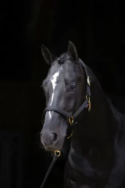 Clearance covalliero TopLine grime Black