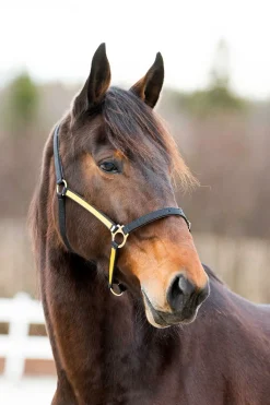 Discount finntack Pro syntetisk Yankee nylongrime med åpningsmulighet over mulen Black/Yellow