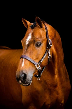 Discount horseware Signature-grime i lær Brown
