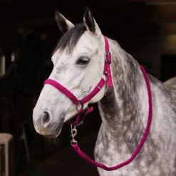 Clearance horze Chicago grime og leietau, sett WineRed/VioletQuartzPurple