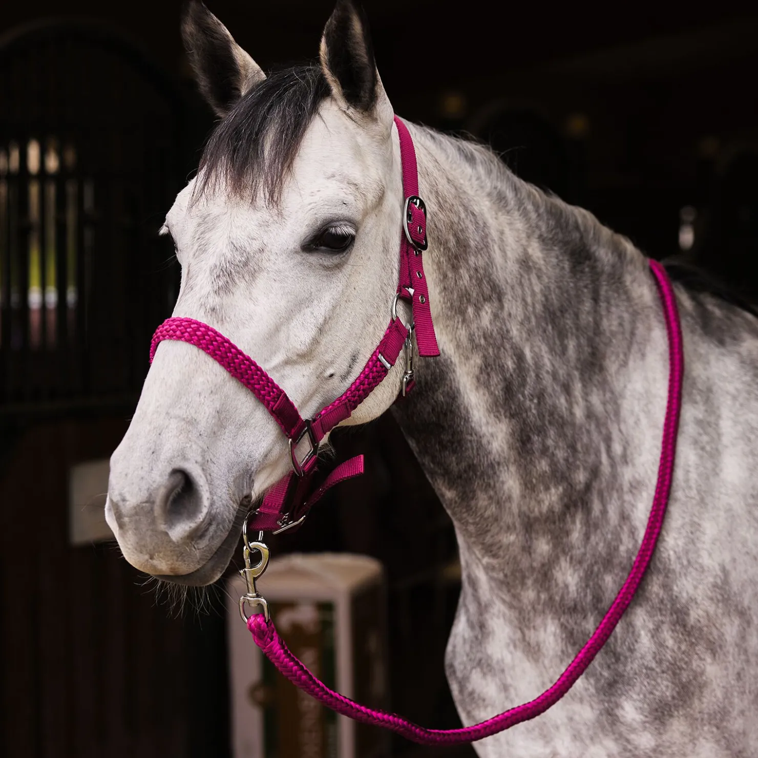 Clearance horze Chicago grime og leietau, sett WineRed/VioletQuartzPurple