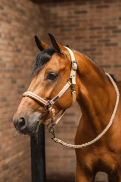 Sale horze High Life leietau med panikkrok CaviarBlack