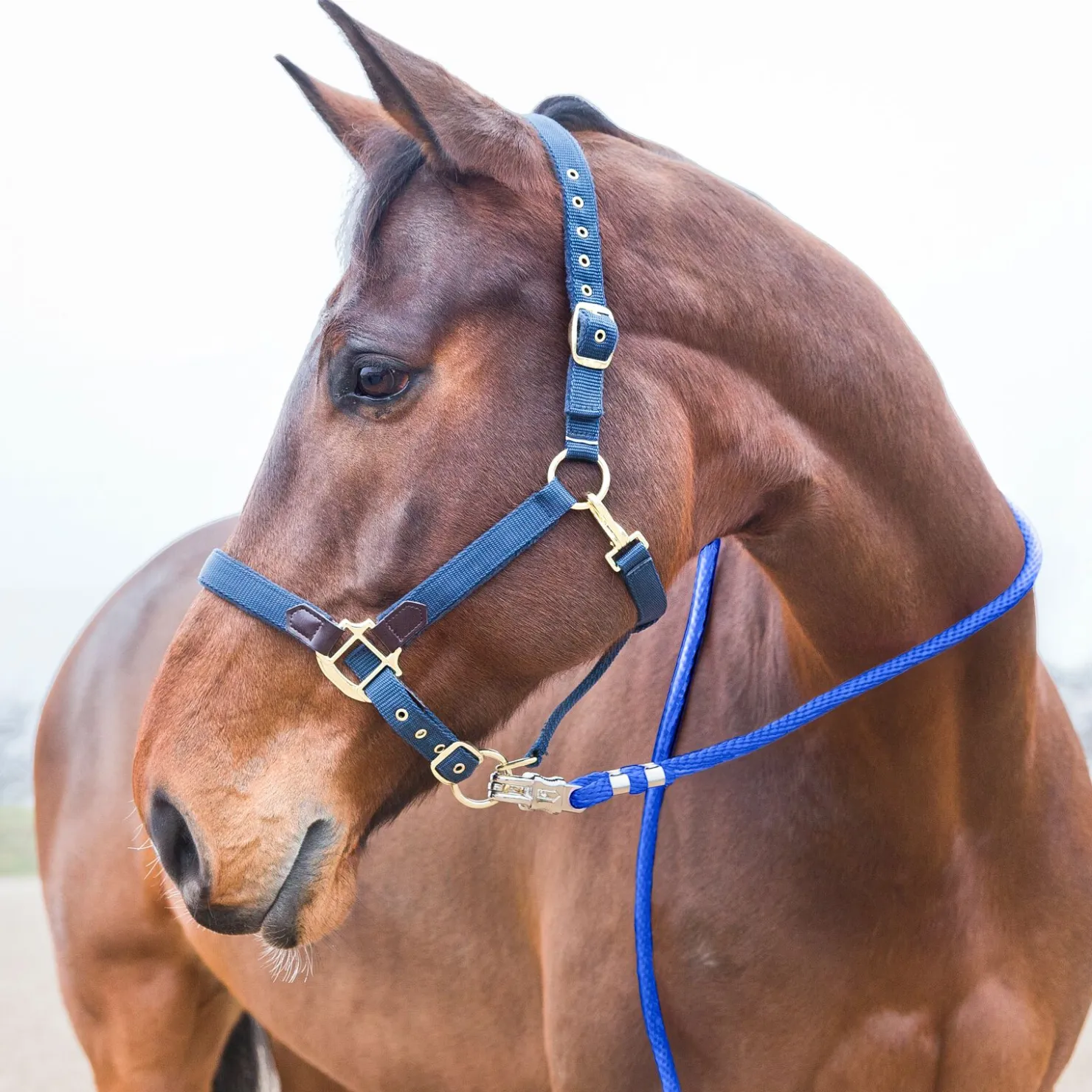 Clearance horze leietau, panikkrok RoyalBlue