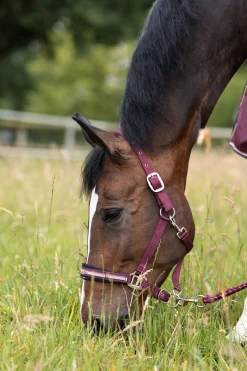 Sale horze Physical Sophistication grime, sett Burgundybrown