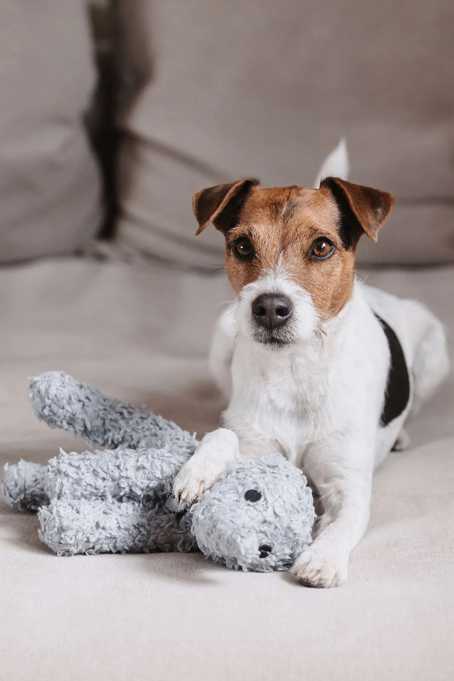 Best kentuckydogwear Kentucky Dogwear Elephant hundeleke Grey