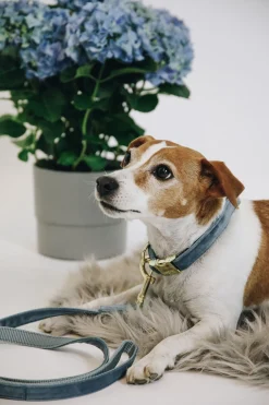 Online kentuckydogwear Kentucky Dogwear Velvet hundekobbel LightBlue