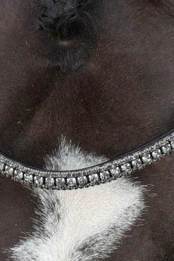 Clearance schockemohle Schockemöhle Sports Brindisi Kandarhodelag black/grey/silver