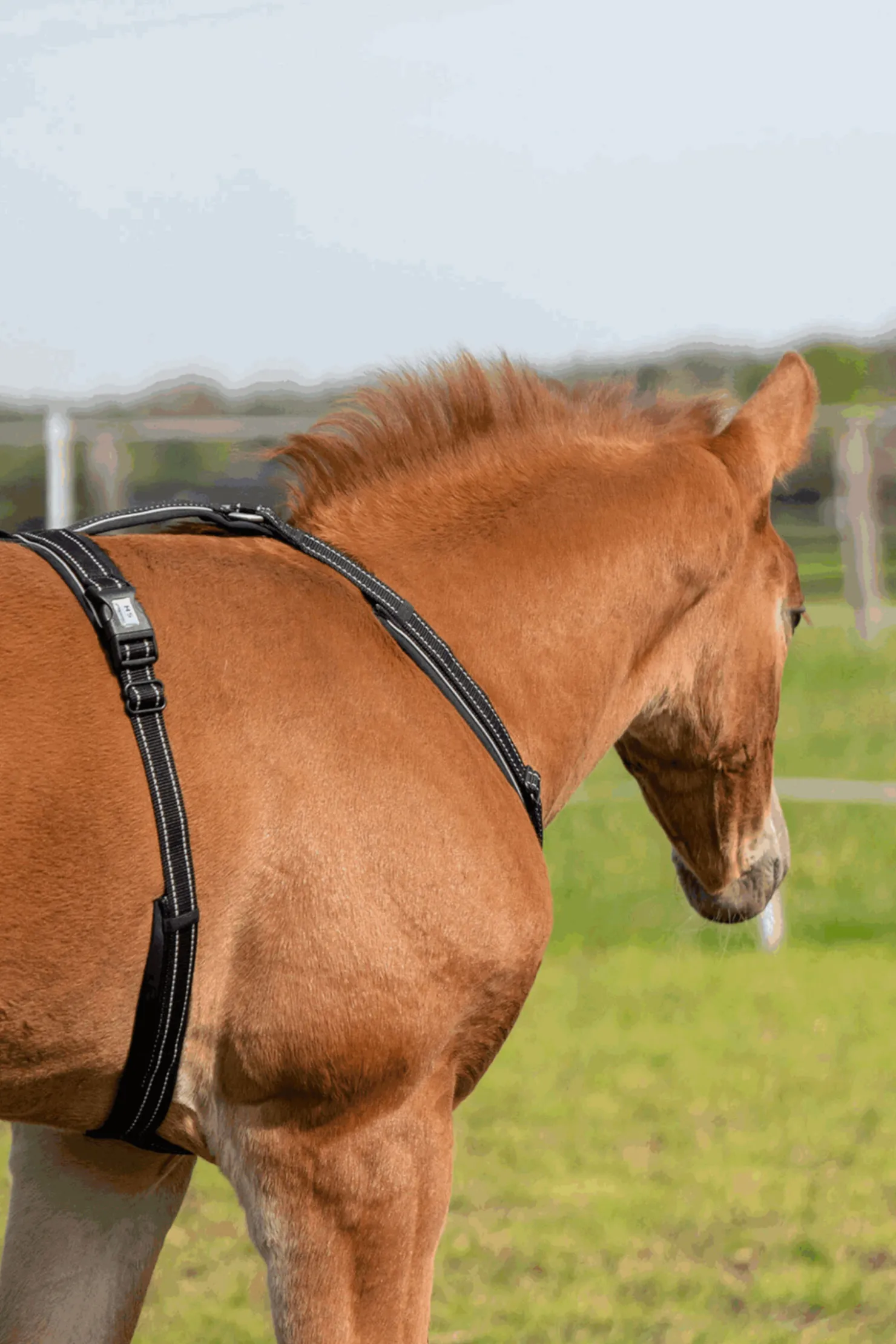 Clearance sprenger Føllsele Black