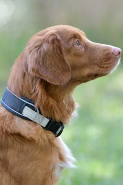 Outlet weatherbeeta Explorer hundehalsbånd DB/AB